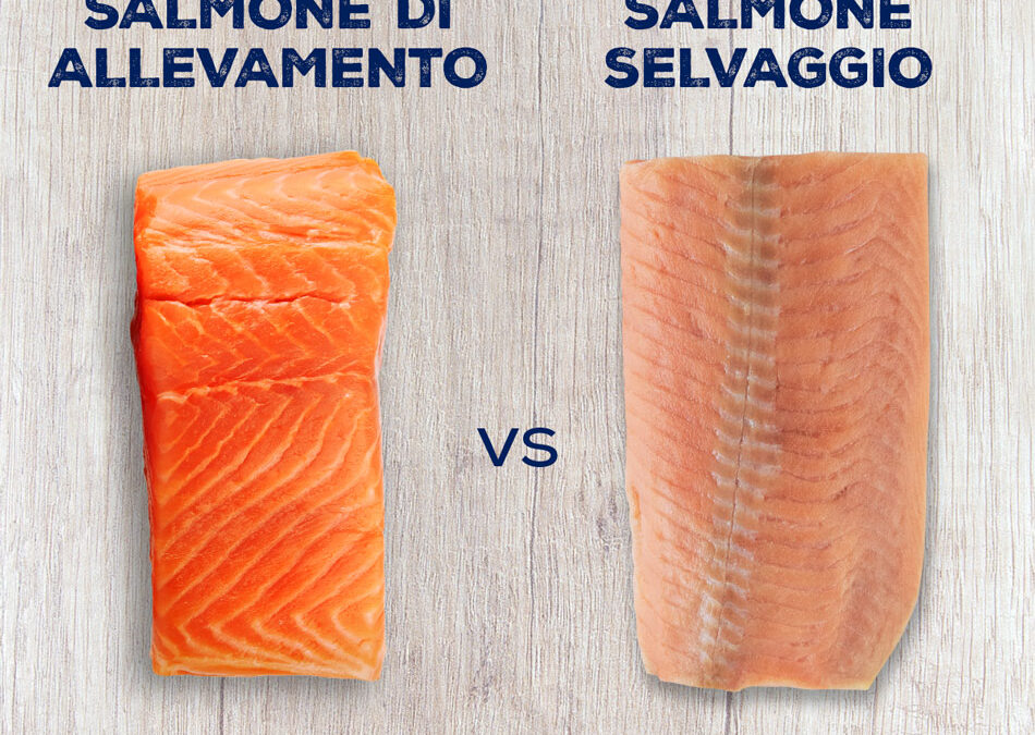 Il salmone è un alimento calorico e ricco di grassi?
